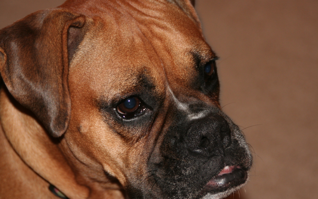 Портрет боксёра на коричневом фоне