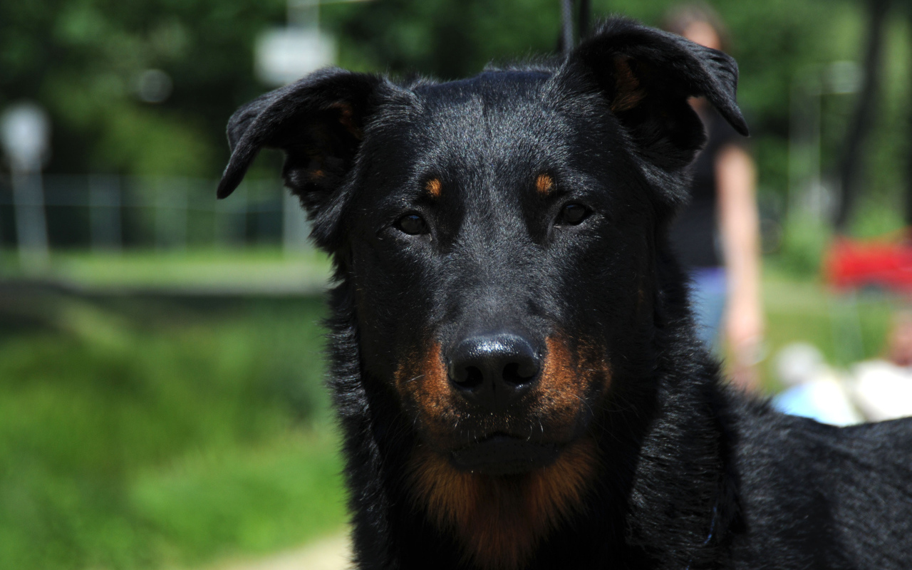 Портрет красивого босерона