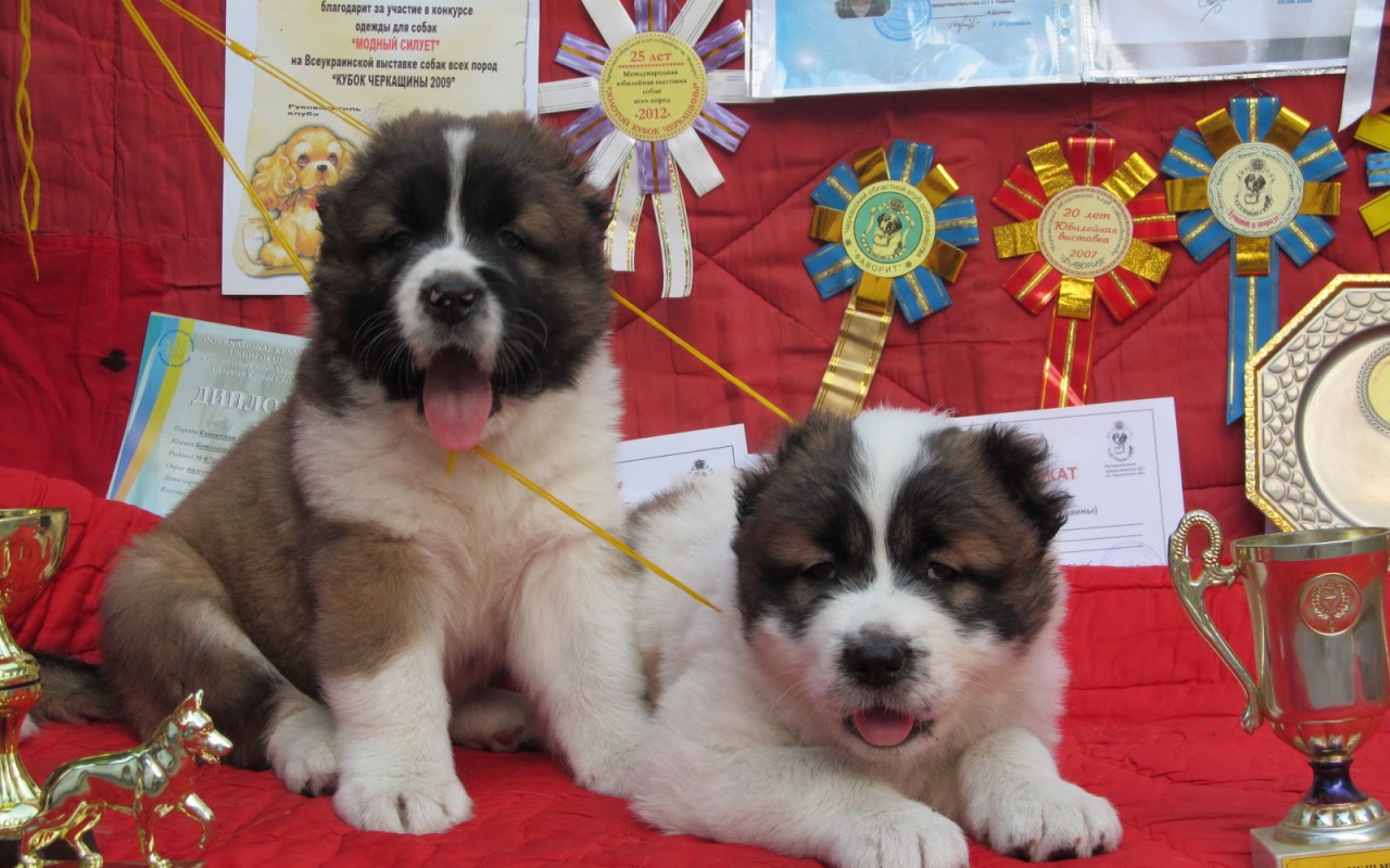 Щенки Кавказской овчарки Победители