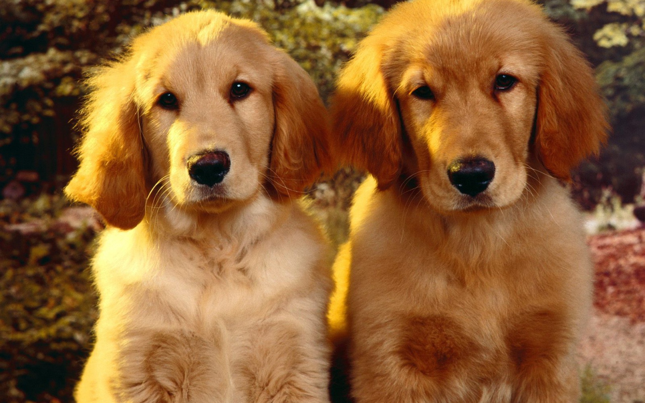 Щенки Золотого терьера