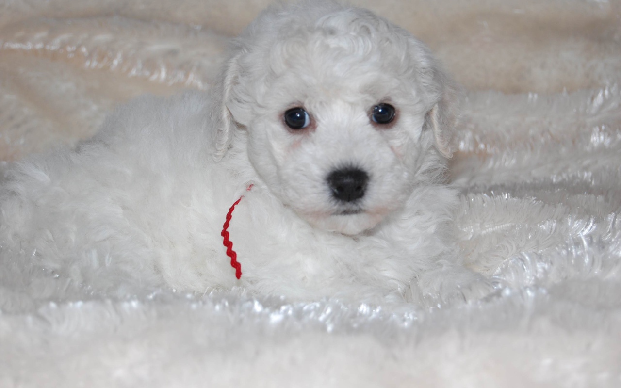 Щенок породы бишон-фриз лежит на белой постели