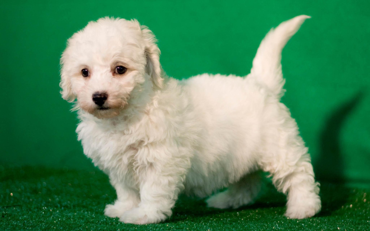 Щенок породы бишон-фриз на зелёном фоне