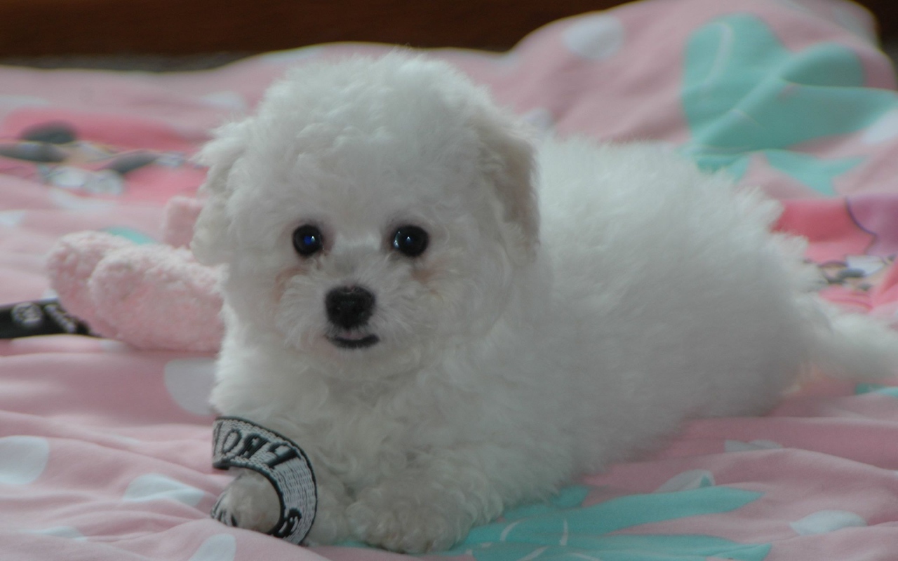 Щенок породы бишон-фриз на кровати