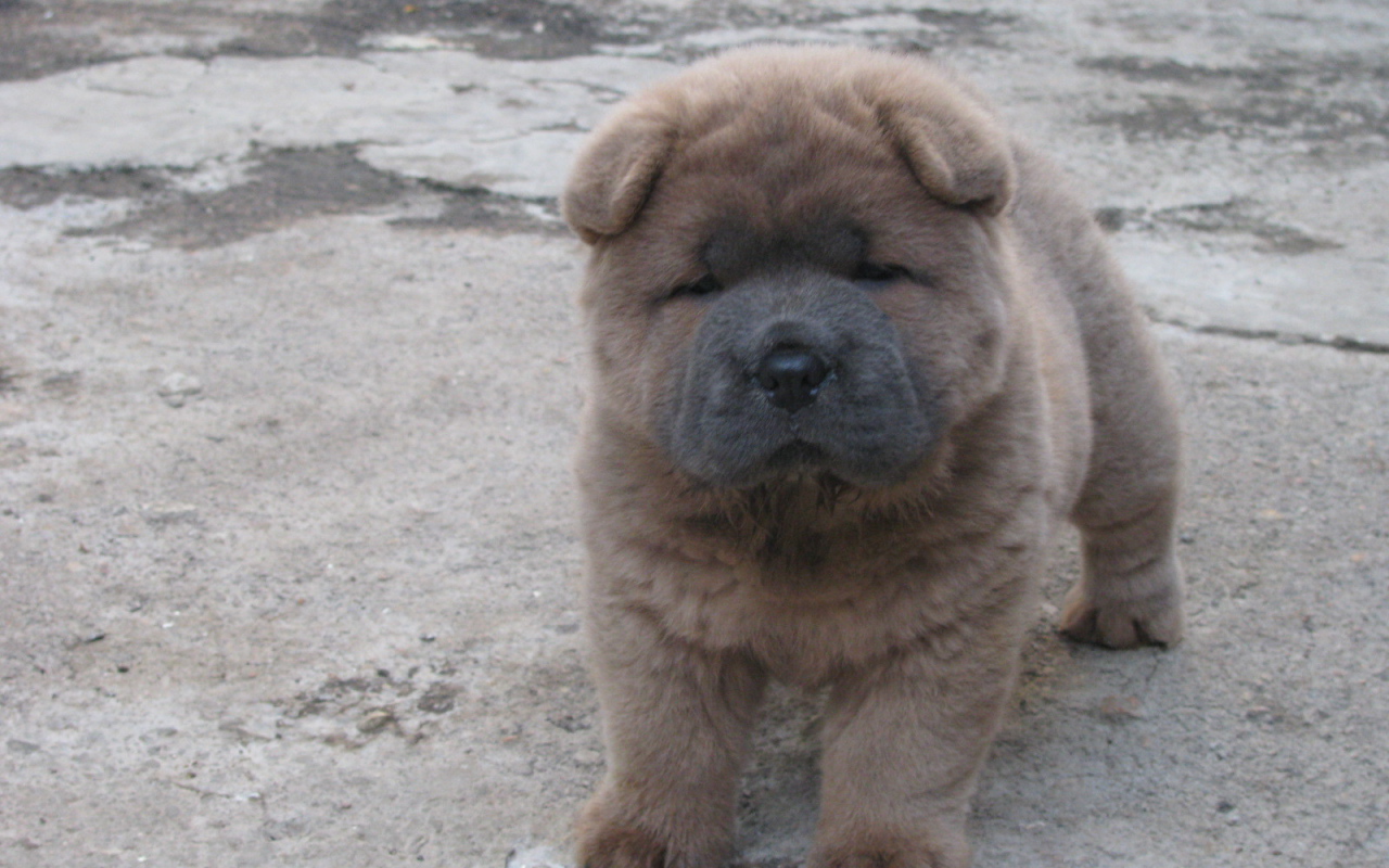 Щенок чау-чау на улице