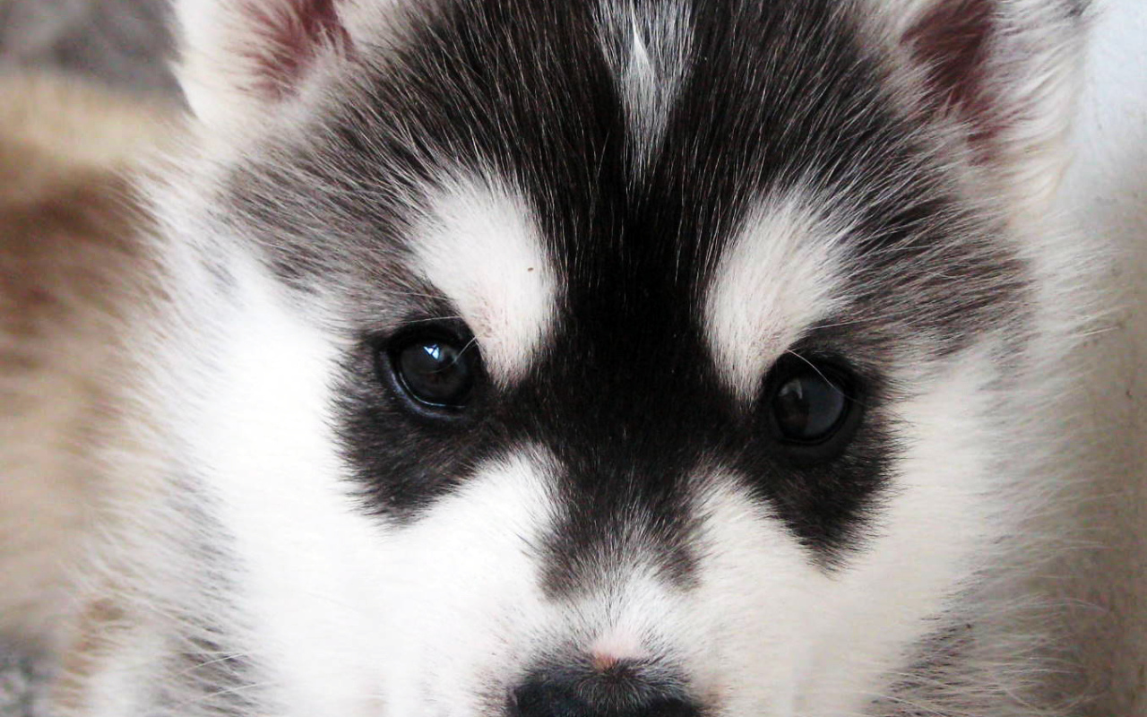Щенок Сибирский хаски крупным планом
