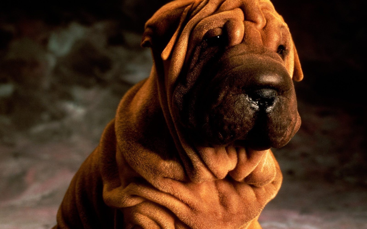 Щенок шарпей на темном фоне