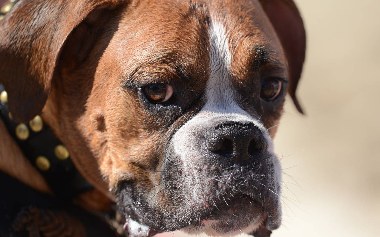 Грустный боксёр что-то увидел