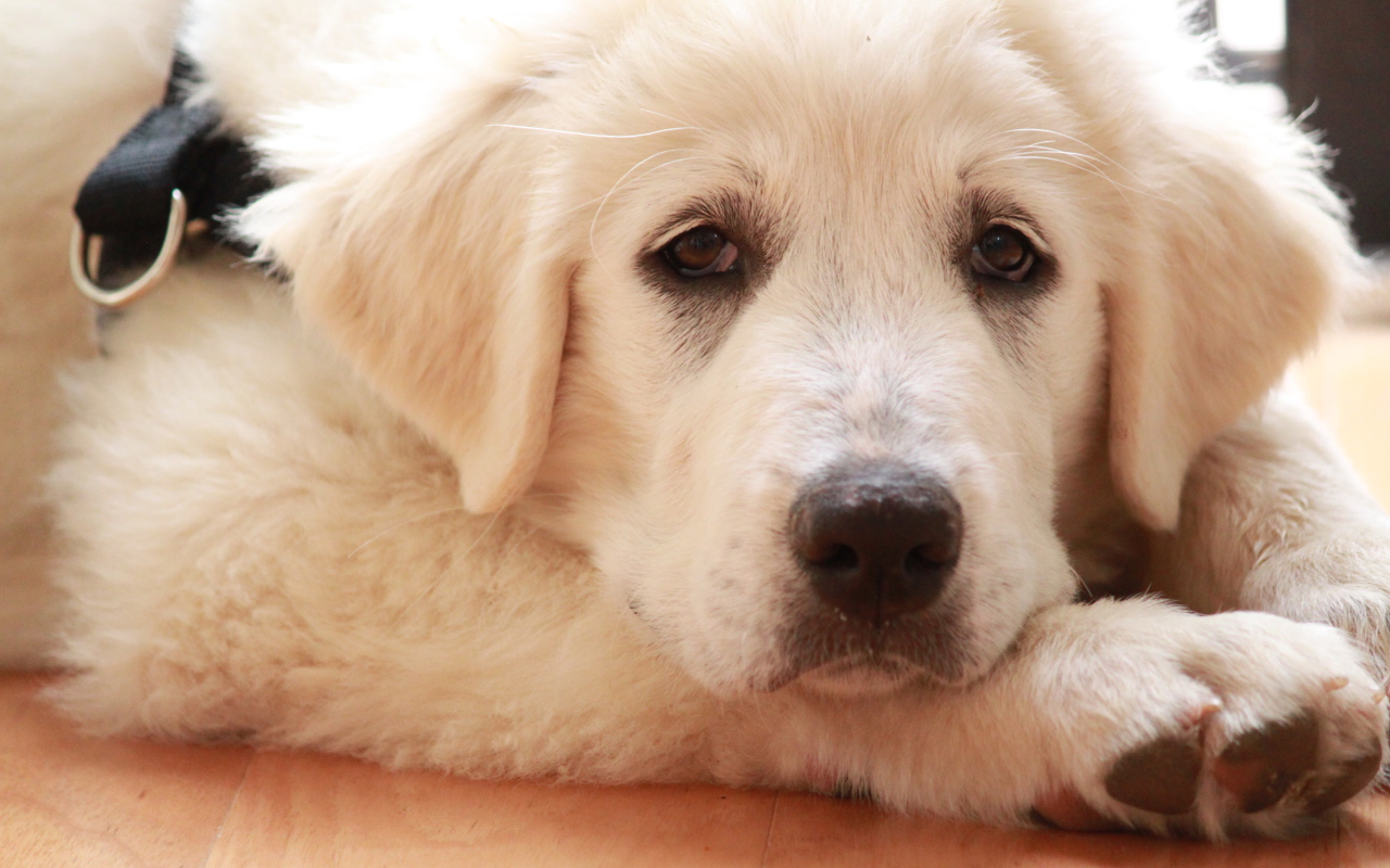 Грустная большая пиренейская собака лежит на полу