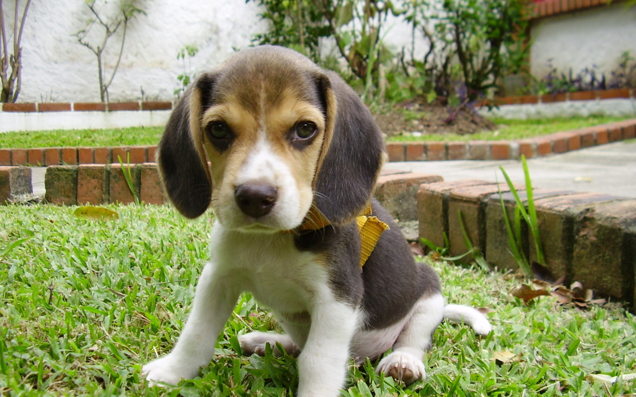 Грустный щенок породы бигль на лужайке