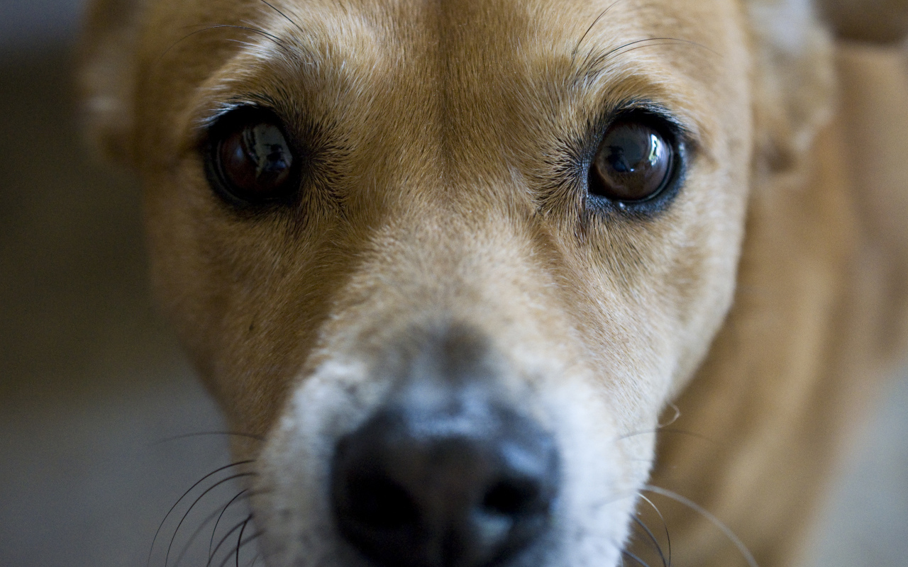 Грустные глаза собаки басенджи