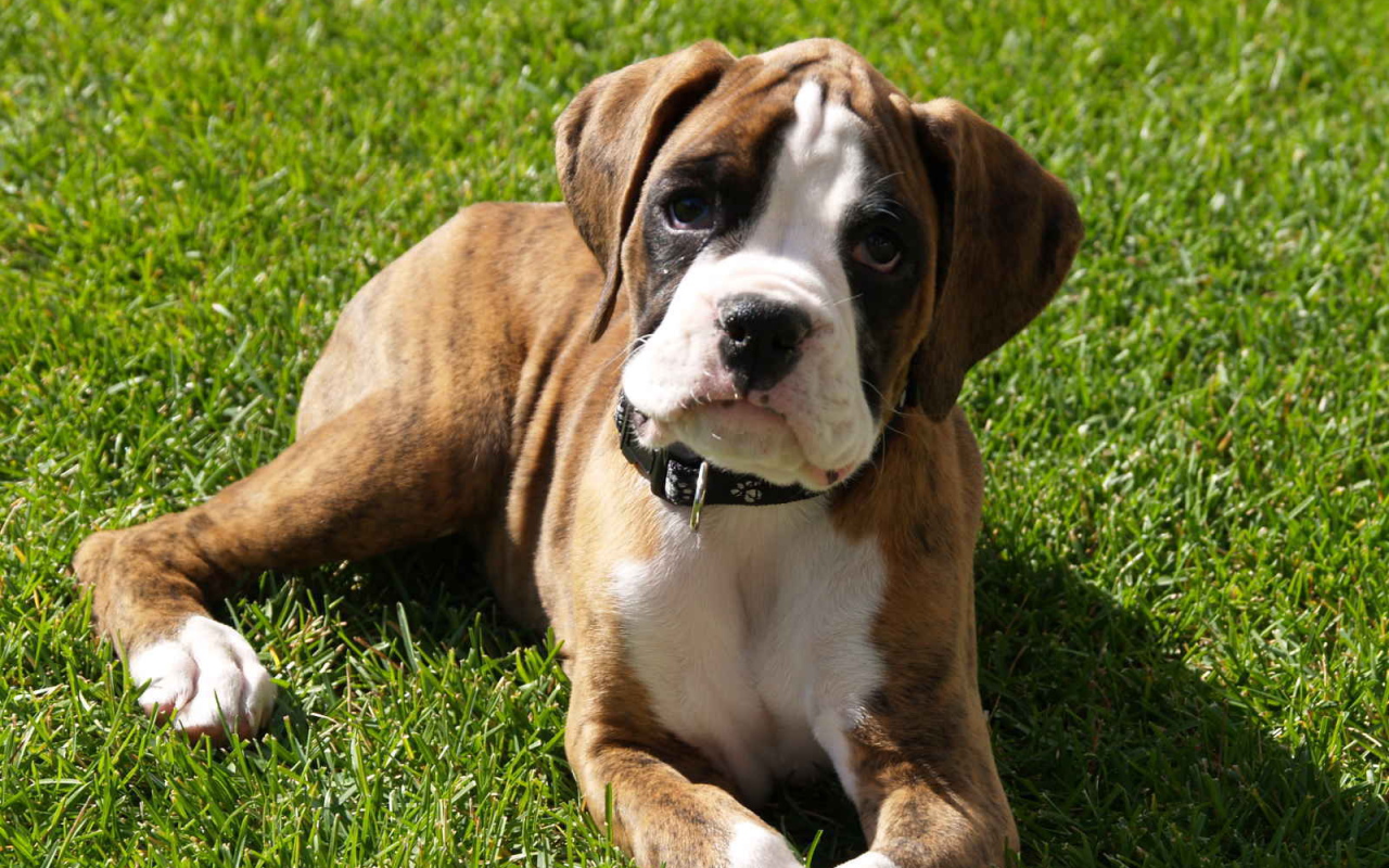 Грустный щенок боксёра лежит на газоне