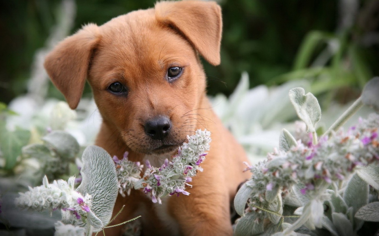 Грустный щенок нюхает цветы