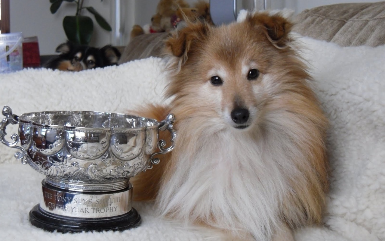 Собака породы шелти и её награда