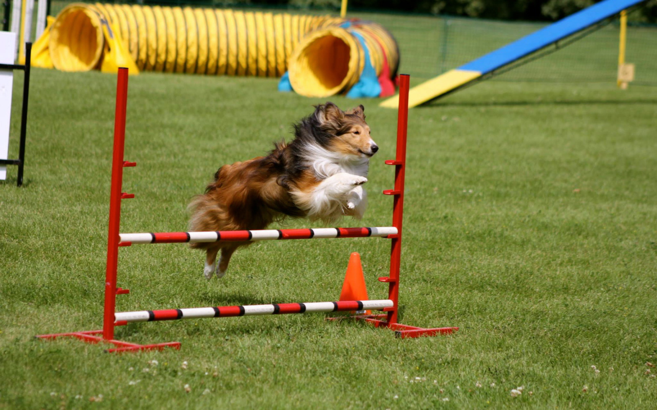 Собака породы шелти выполняет команду барьер