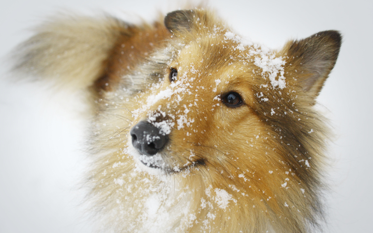 Собака породы шелти в снегу