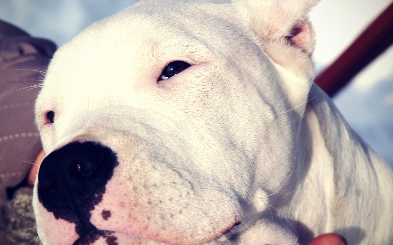 Сонный аргентинский дог