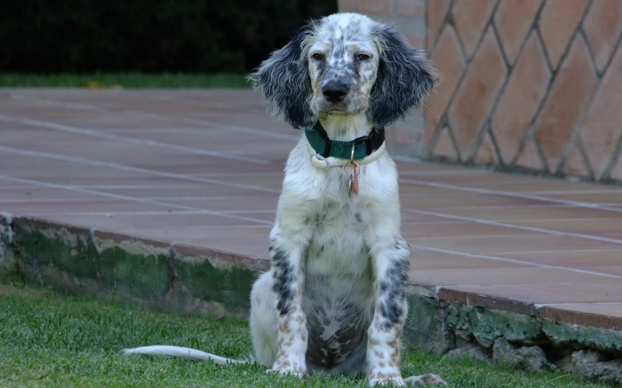 Сонный английский сеттер