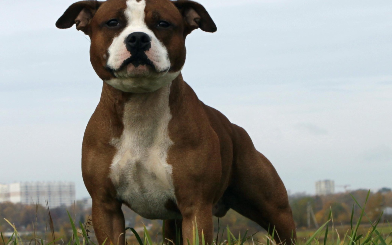The Amazing Staffordshire Bull Terrier