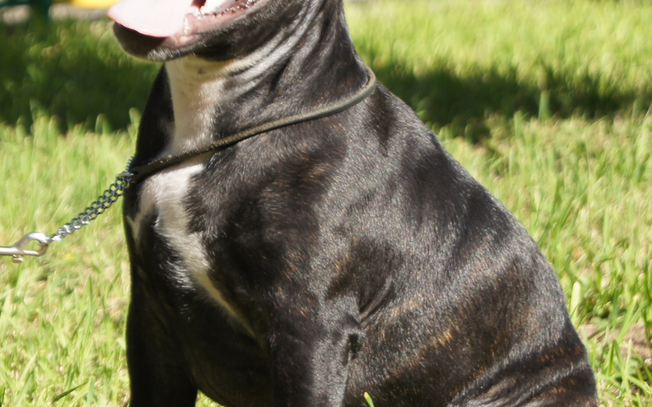 Счастливый Стаффордширский бультерьер