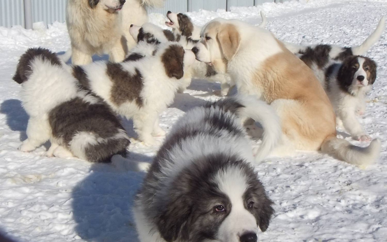 Семейство испанского мастифа