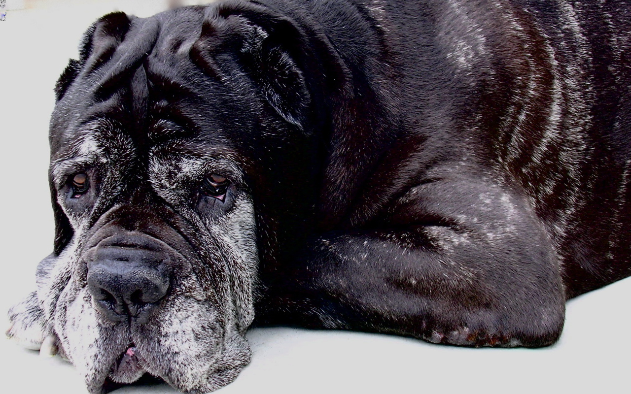 Старый черный Испанский мастиф