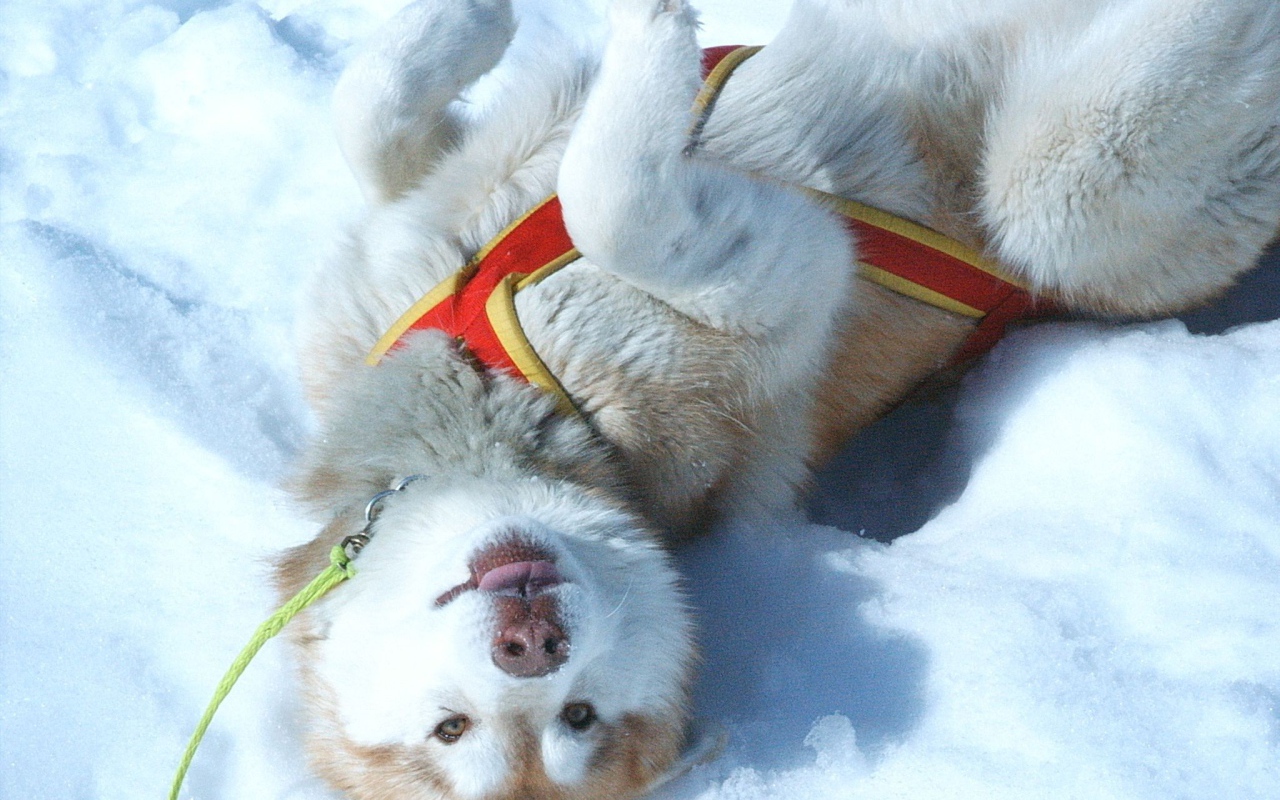 Щенок Сибирский хаски играть в снегу