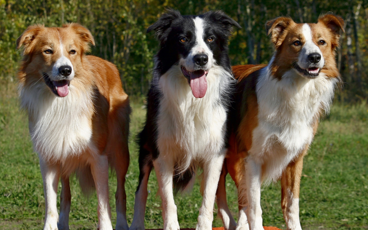 Три собаки бордер-колли