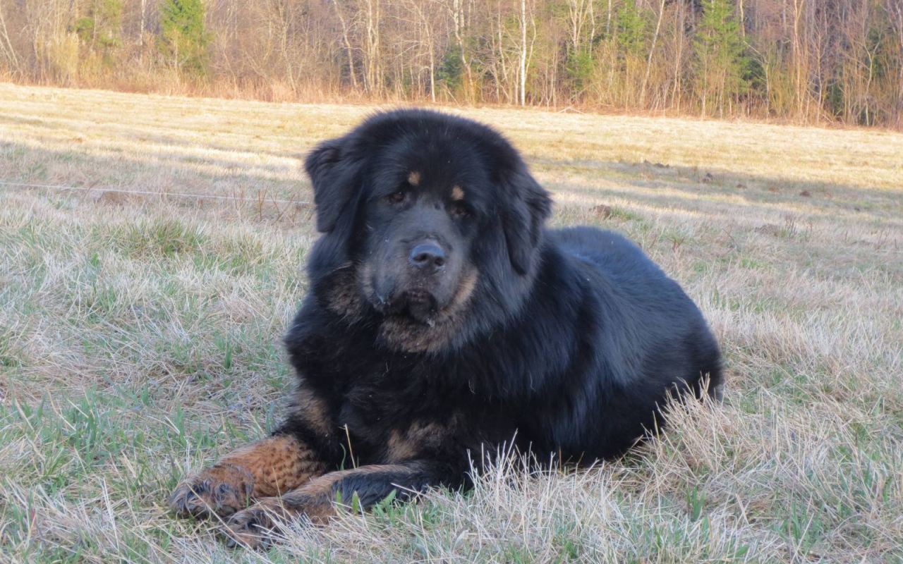 Тибетский мастиф на траве