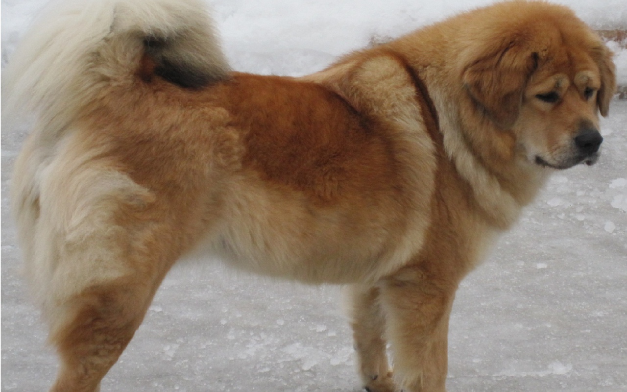 Тибетский мастиф на зимней улице