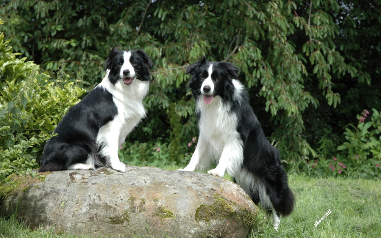 Две бордер-колли на камне