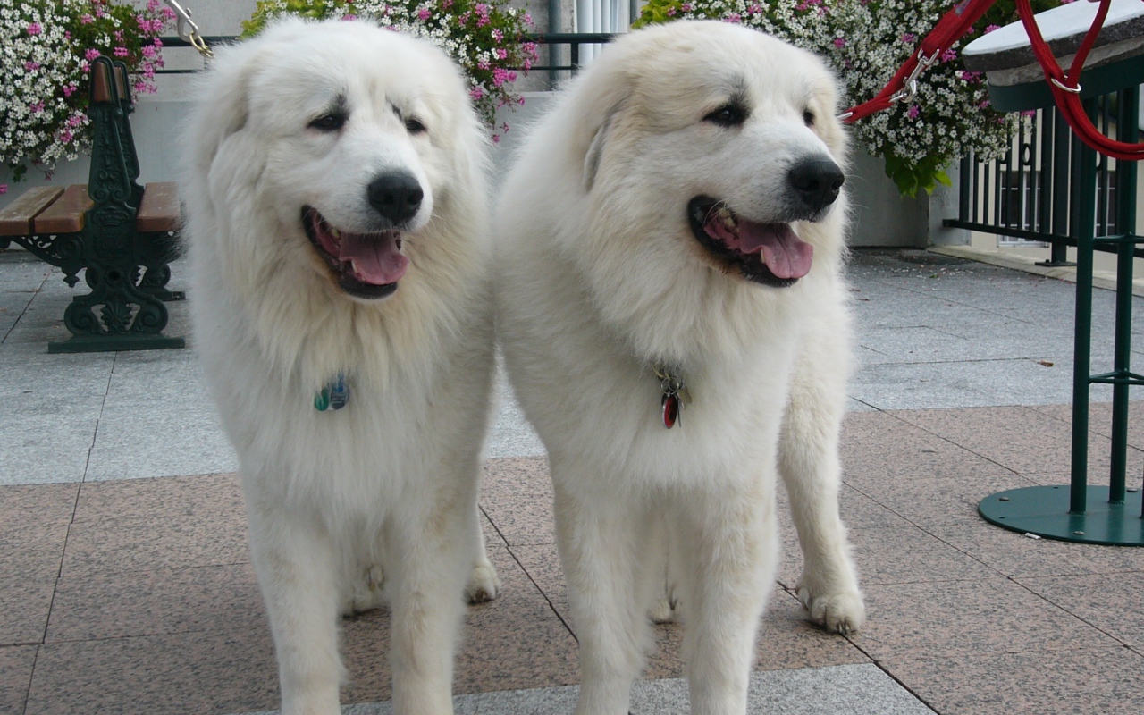Две большие пиренейские собаки