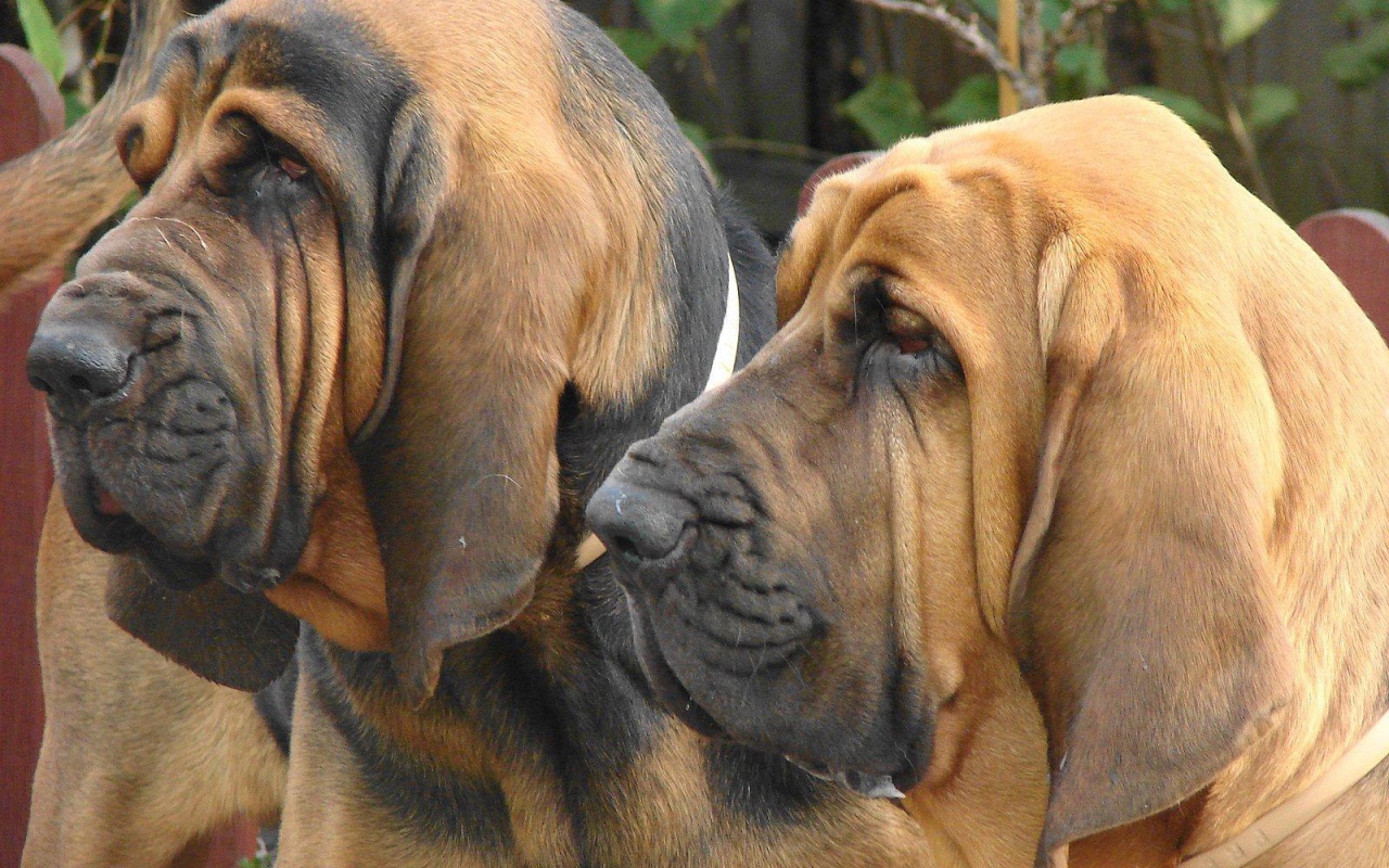 Два взрослых бладхаунда