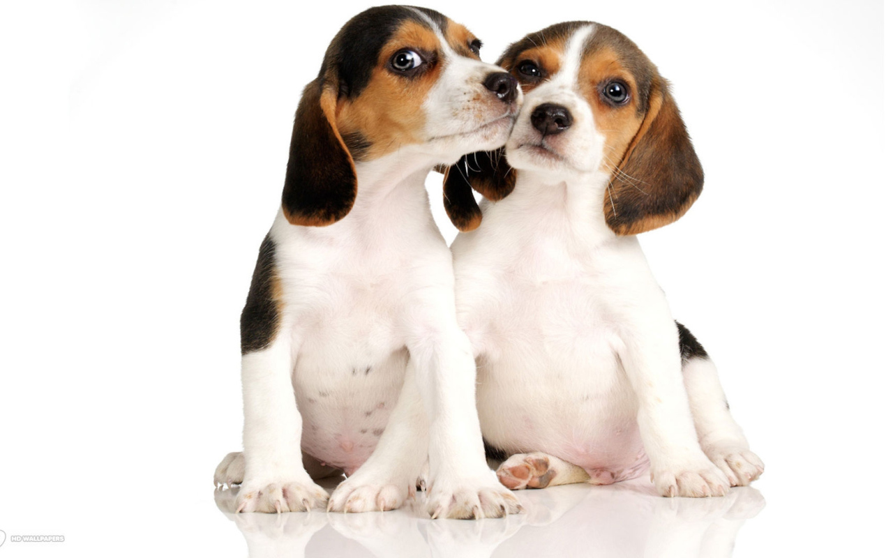 Два щенка породы бигль на белом фоне