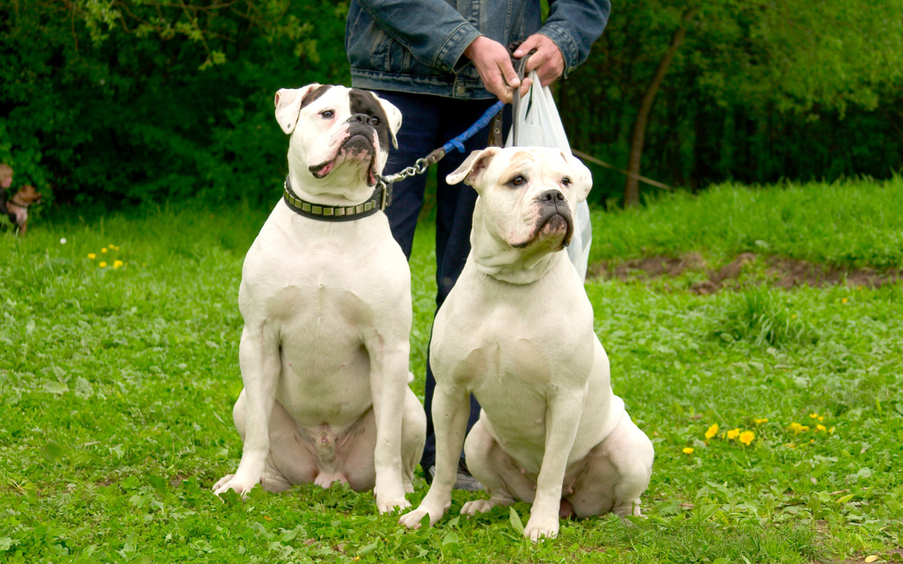 Два красивых американских бульдога