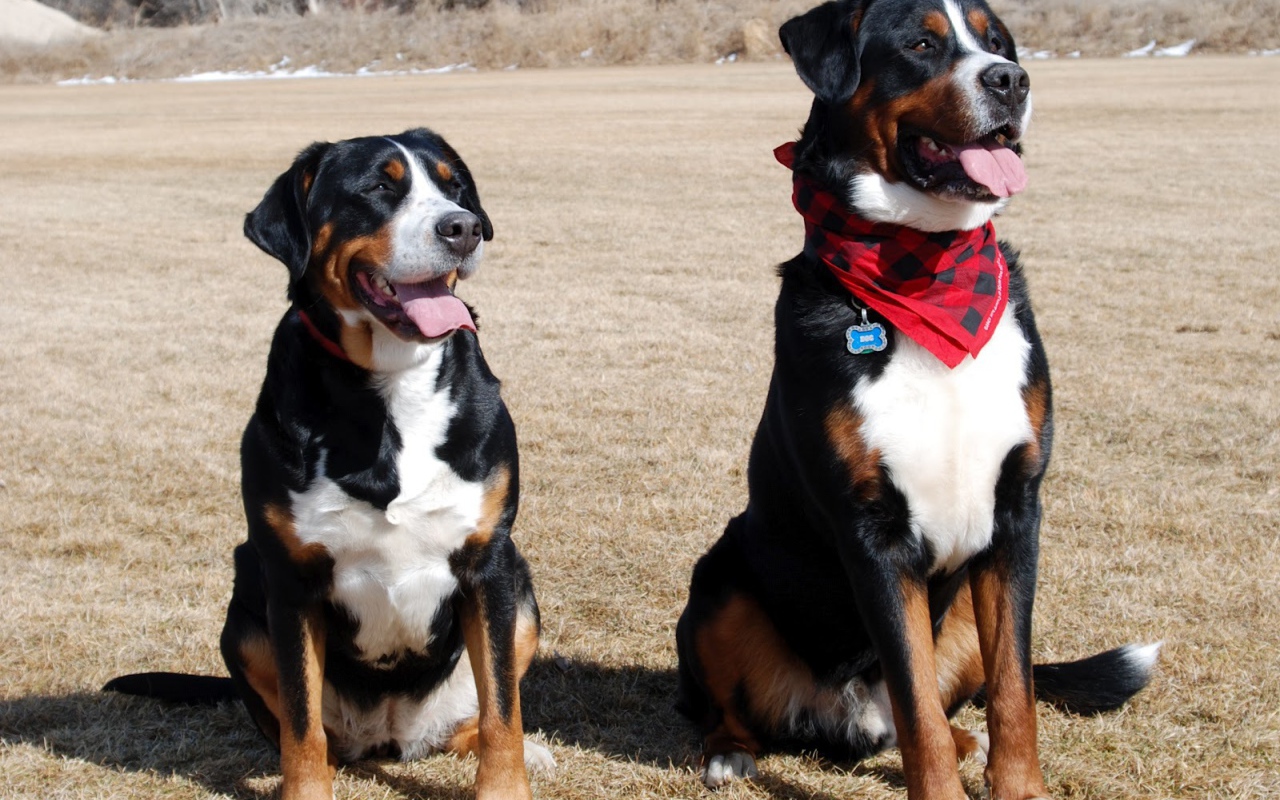 Два больших швейцарских зенненхунда в поле