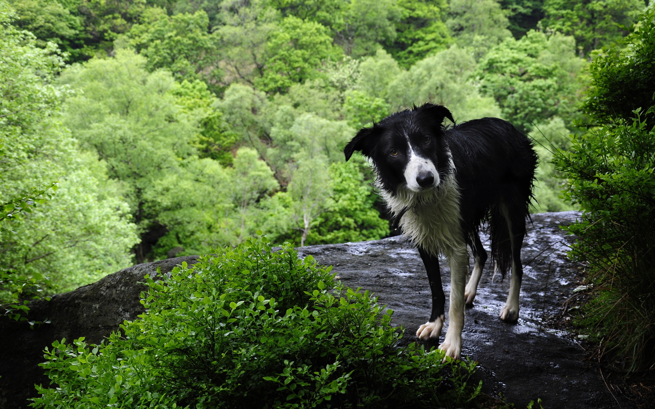 Мокрая бордер-колли на скале