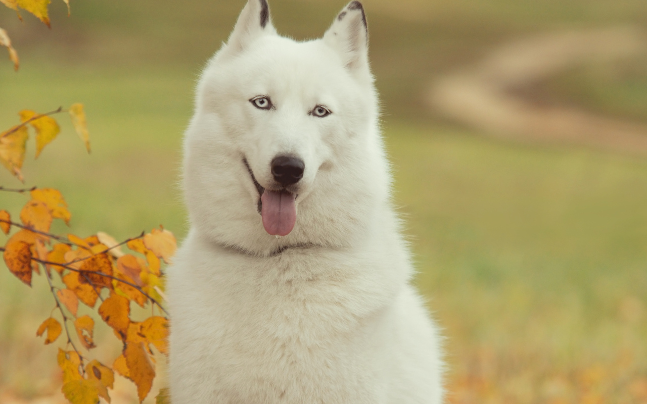 Белый Сибирский хаски