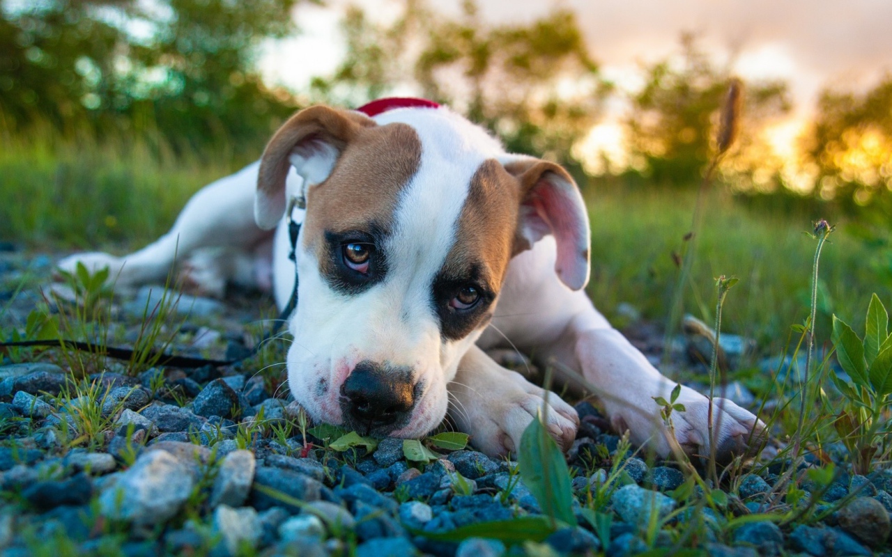 Белый боксёр лежит на камнях