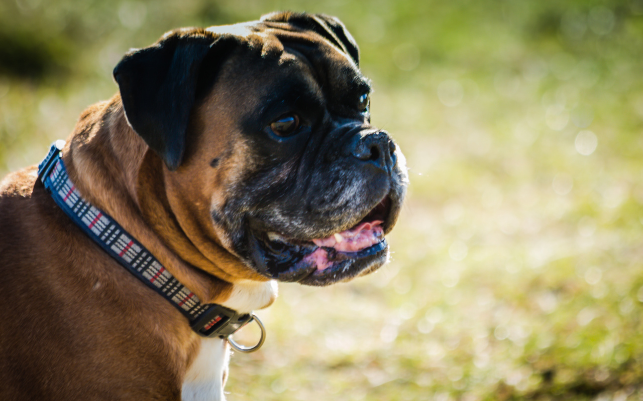 Взрослый боксёр на фоне зелёной травы