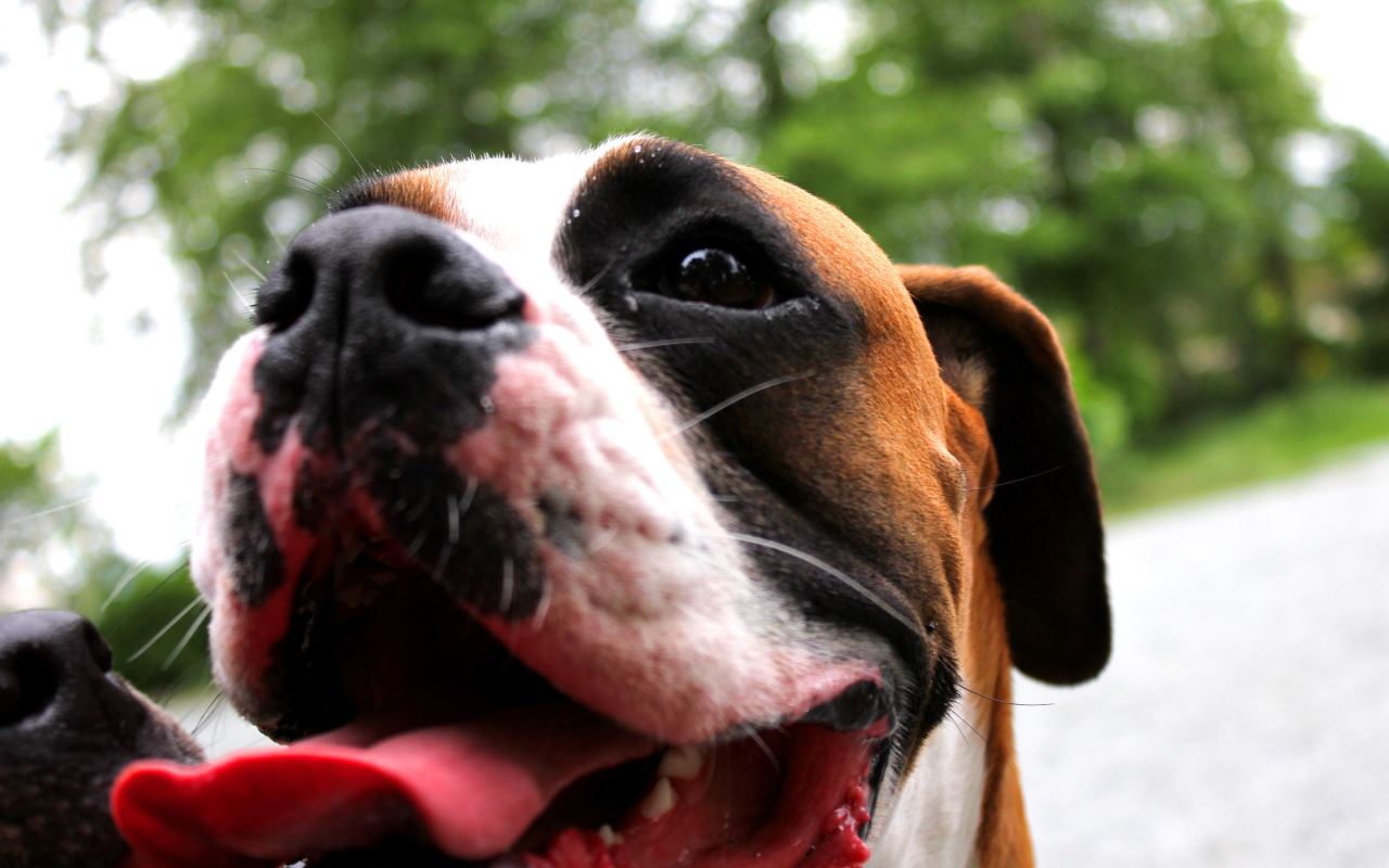 Счастливый боксёр с длинным языком