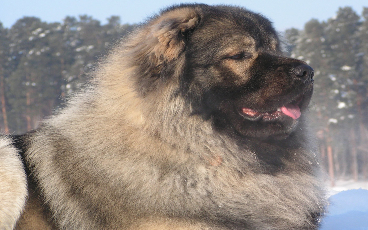 Кавказская овчарка в зимнем лесу