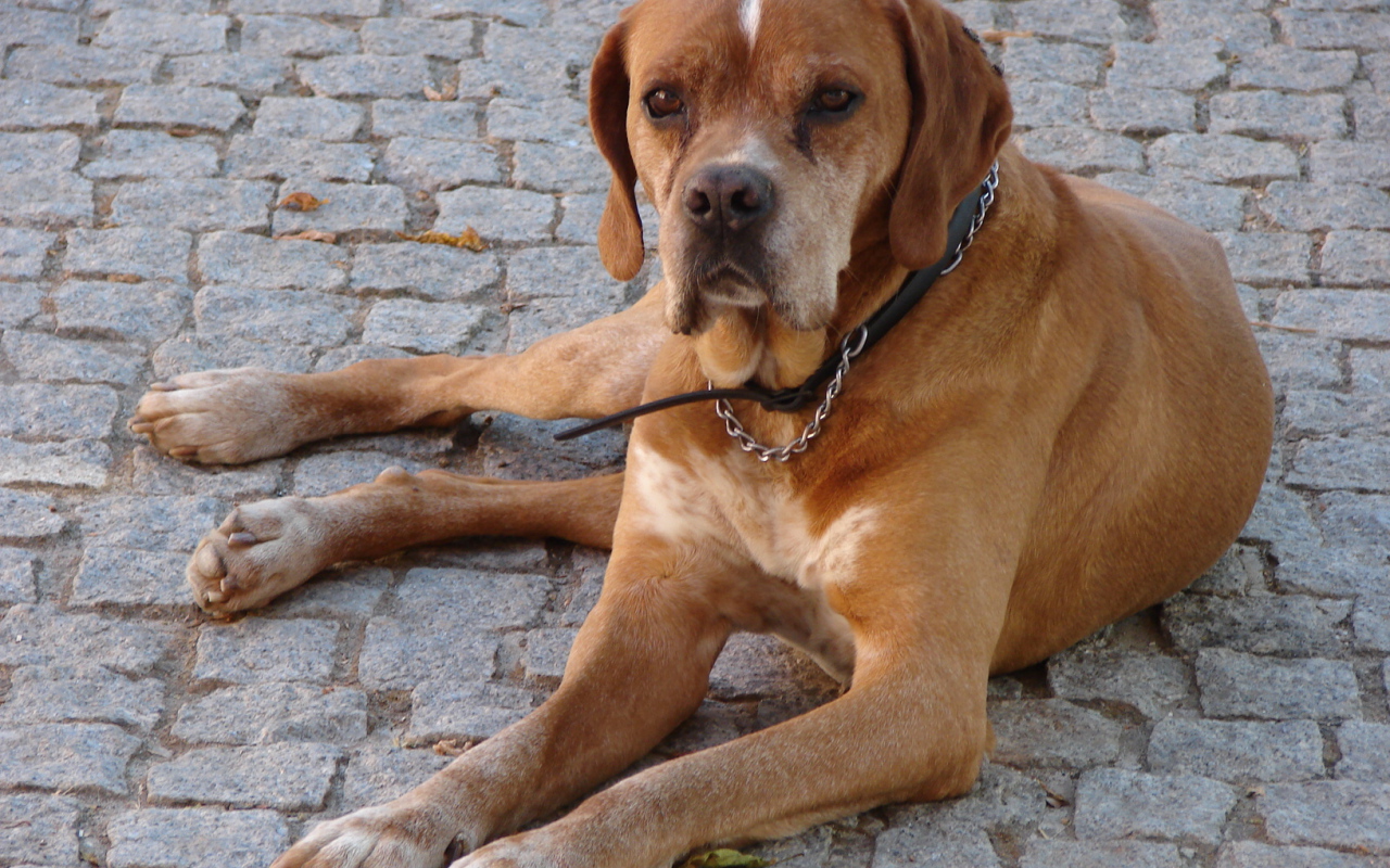 Португальский коричневый Пойнтер