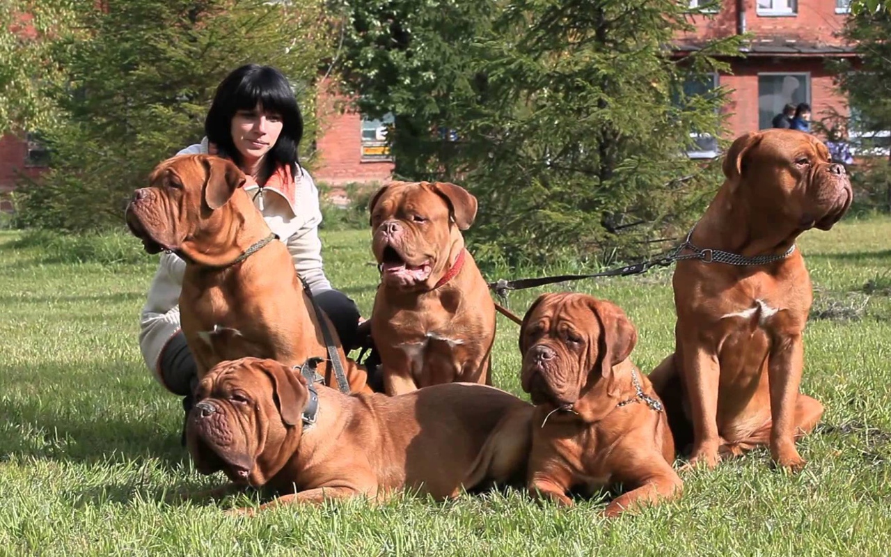 Семейство Бордосских догов
