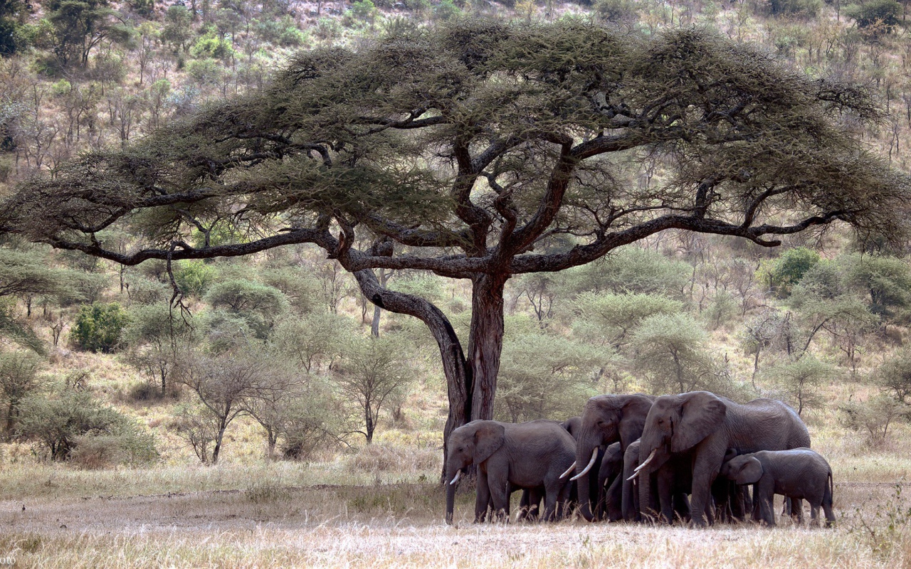 Семья слонов под деревом
