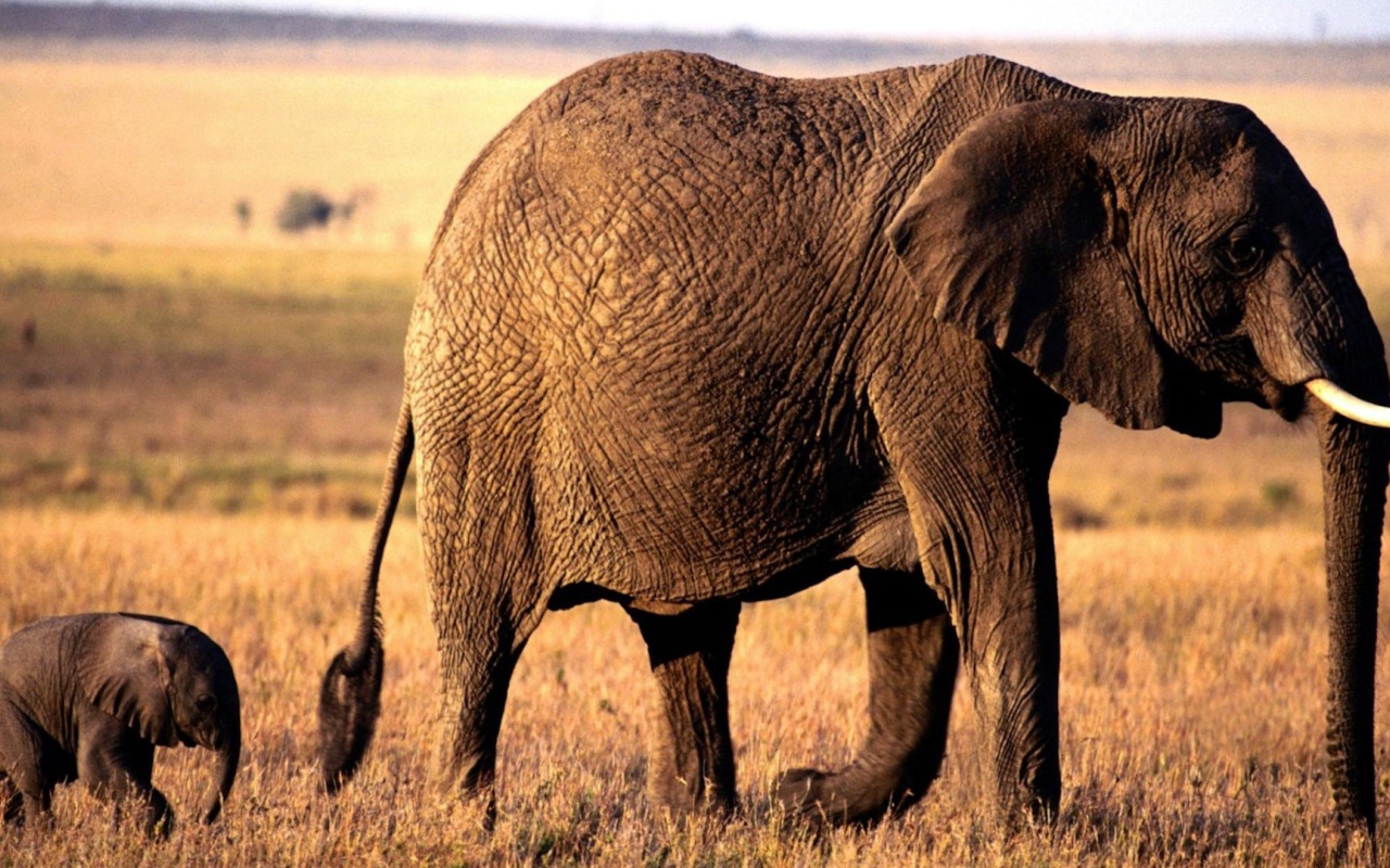 Мама слониха и её детеныш