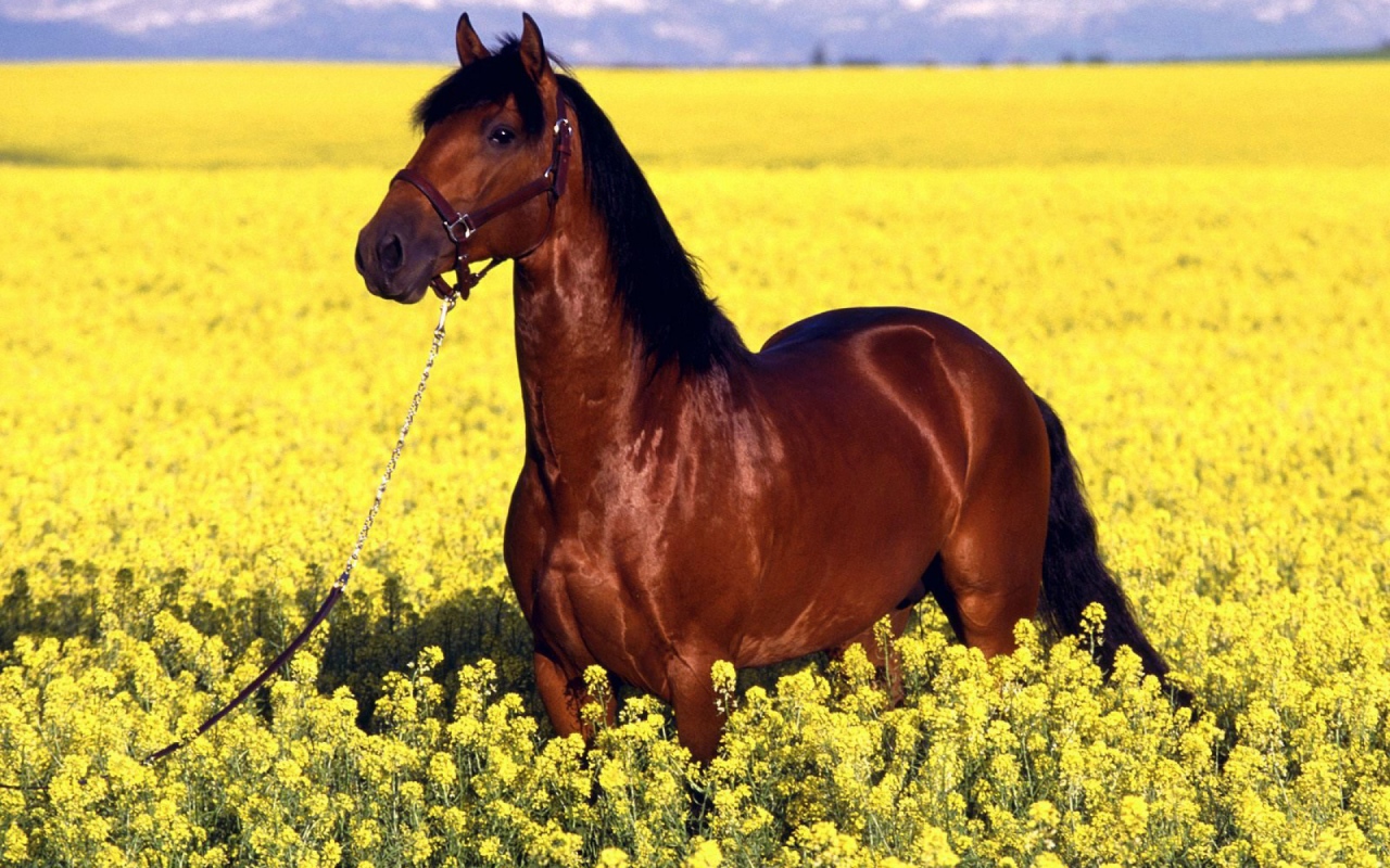 Восточная лошадь