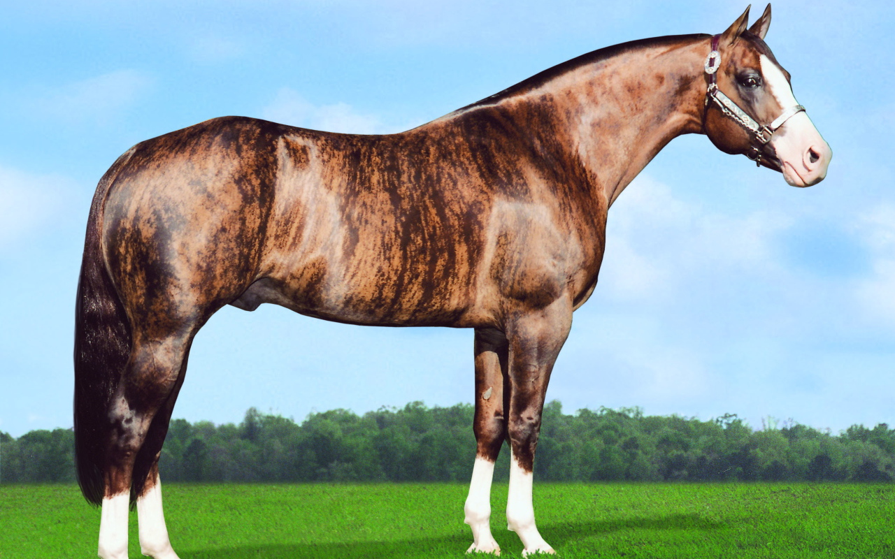 Золотая лошадь