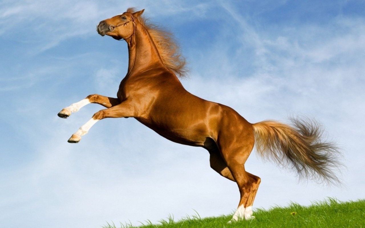 Лошадь моей мечты