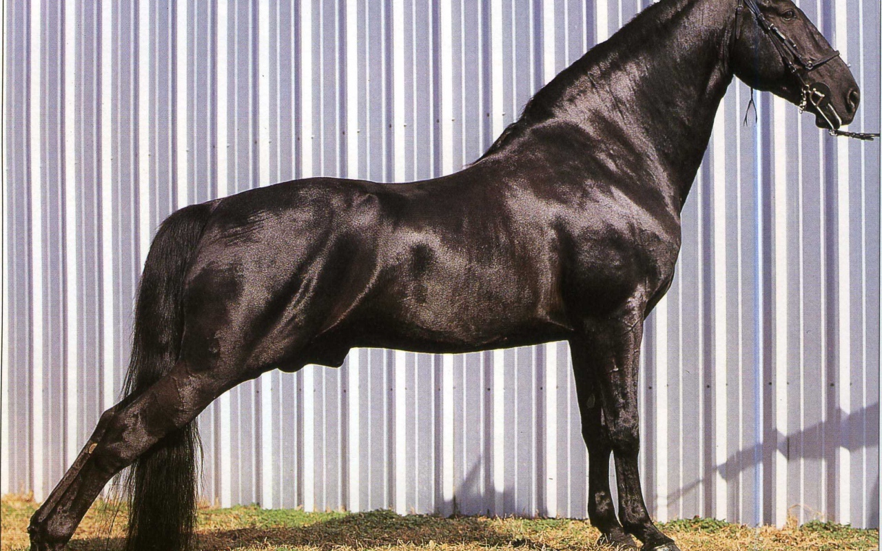 Выставка лошадей