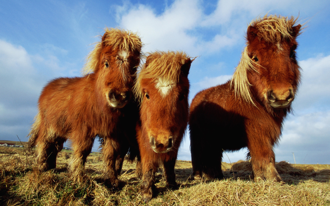 Лошади пони